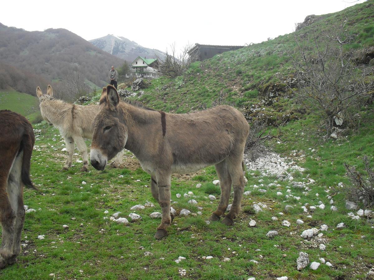 Hotel Valle Del Lupo Pescasseroli Eksteriør billede